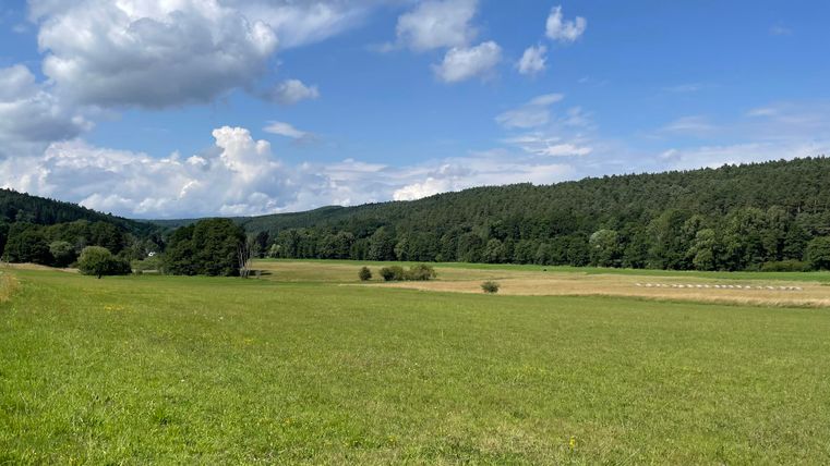 Une vaste prairie avec de l'herbe verte et des arbres à l'arrière-plan. Le ciel est bleu avec quelques nuages.