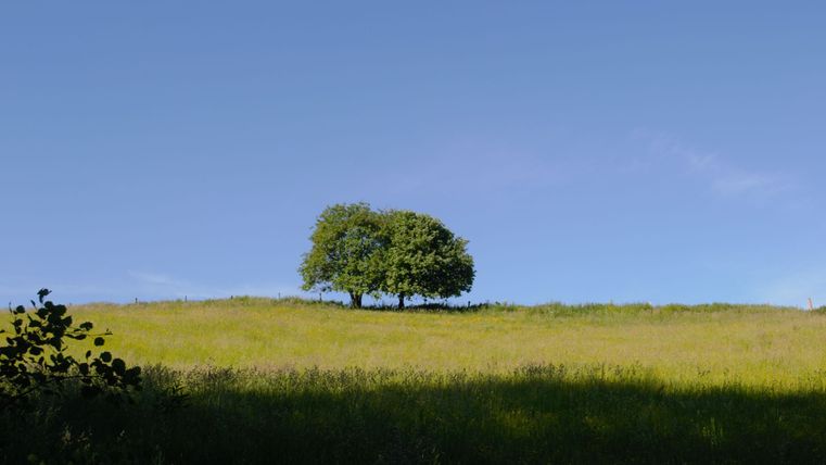 Deux arbres dans une prairie sous un ciel bleu.
