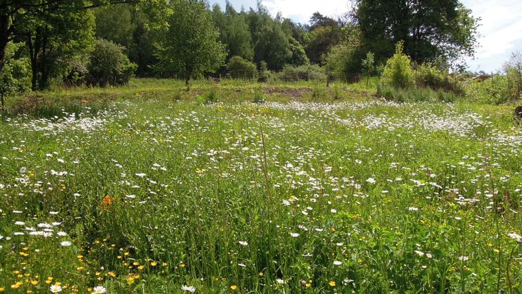 Een bloeiende wilde bloemenweide met madeliefjes en bomen op de achtergrond.