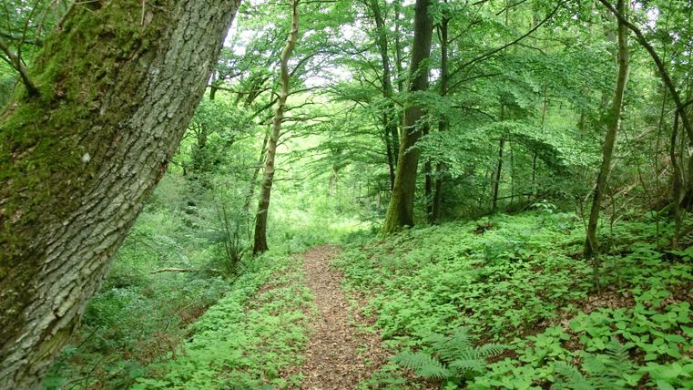 Een smal bospad leidt door dicht, groen gebladerte en bomen.