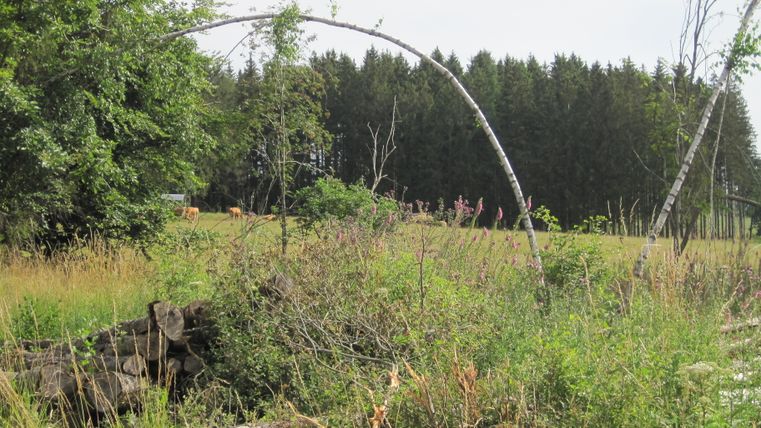 Landscape with meadow, trees and cows in the background.