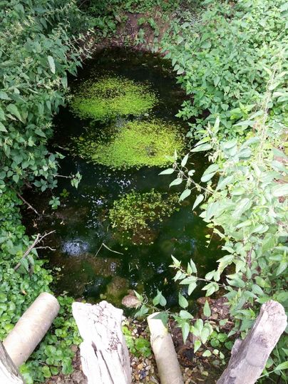 A small pond, surrounded by dense greenery and plants. The water's surface is partially covered with algae.