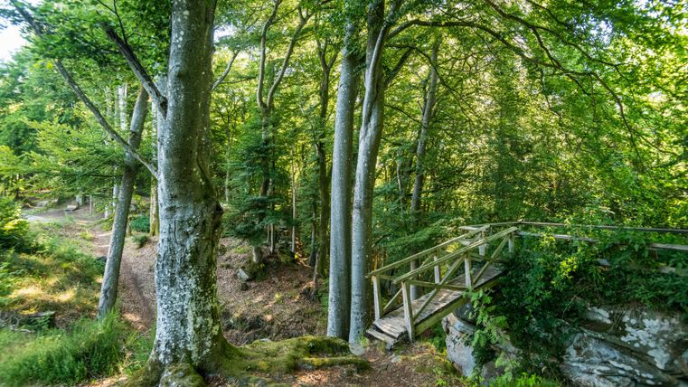 Un chemin forestier avec un pont en bois et de grands arbres qui filtrent la lumière du soleil.