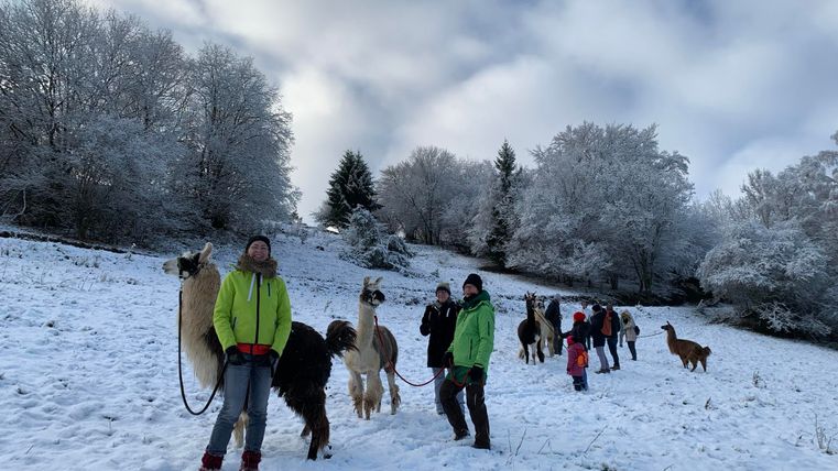 A woman is leading a group of llamas across a green meadow. In the foreground, a llama can be seen curiously looking into the camera.