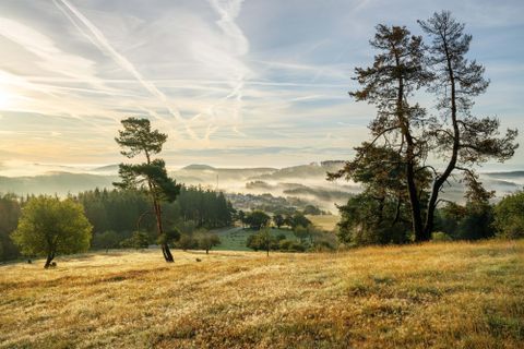 Eine ruhige Landschaft mit sanften Hügeln und einem dichten Wald. Der Himmel ist klar und die Morgennebel umgeben die Bäume.