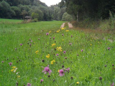 Eine grüne Wiese mit bunten Wildblumen in lila und gelb. Im Hintergrund ist ein schmaler Weg und Bäume sichtbar.