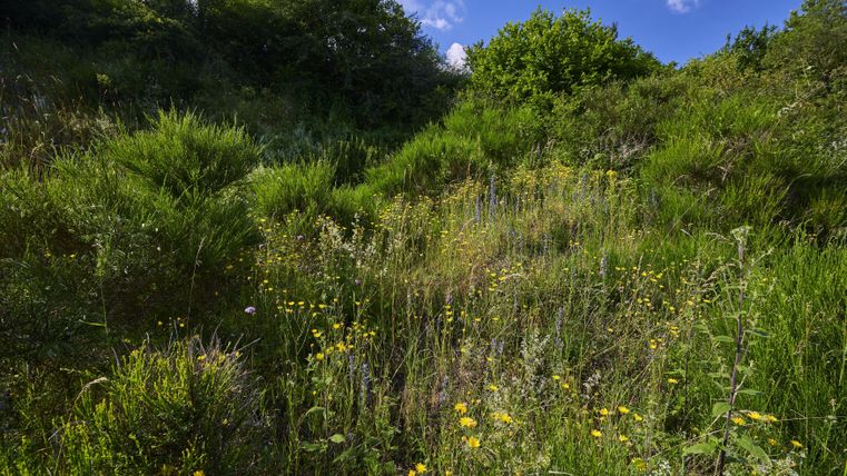 Een helling met verschillende kruiden, struiken en bomen
