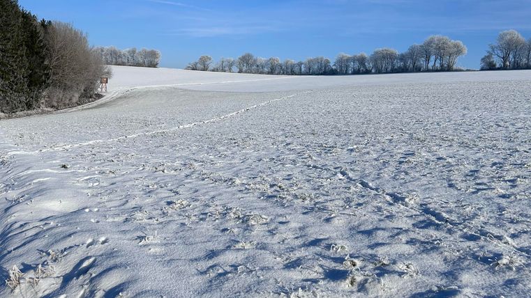 A snow-covered landscape beneath a clear blue sky. The trees are covered with snow, creating a peaceful atmosphere.