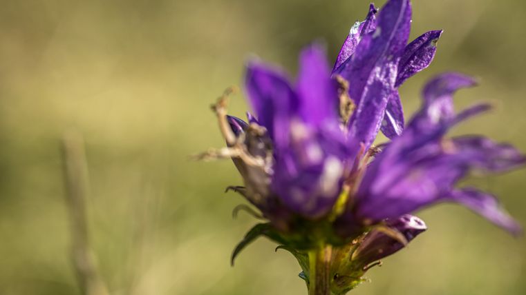 Nahaufnahme einer lila Blume mit unscharfem Hintergrund.