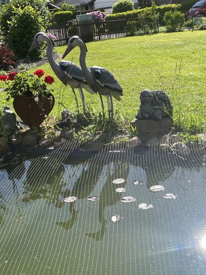 Une scène de jardin tranquille avec deux hérons stylisés et une grenouille au bord de l'étang. Des feuilles de nénuphars flottent dans l'eau claire.