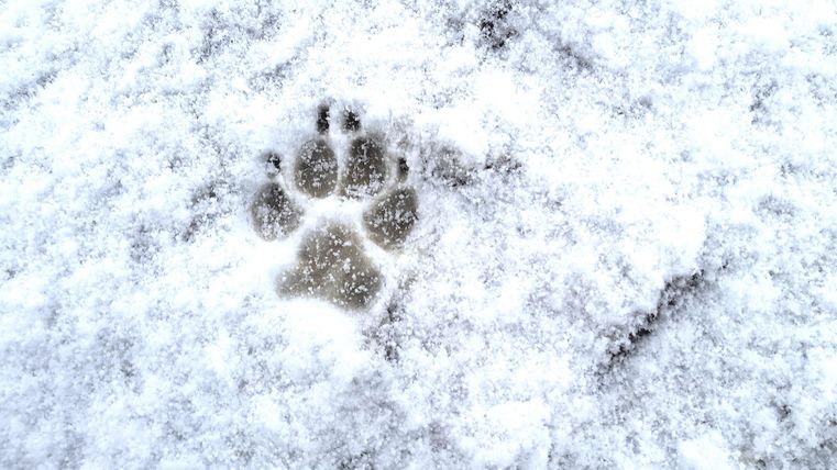 Une empreinte de patte dans la neige. L'empreinte montre la structure et la forme d'un animal.