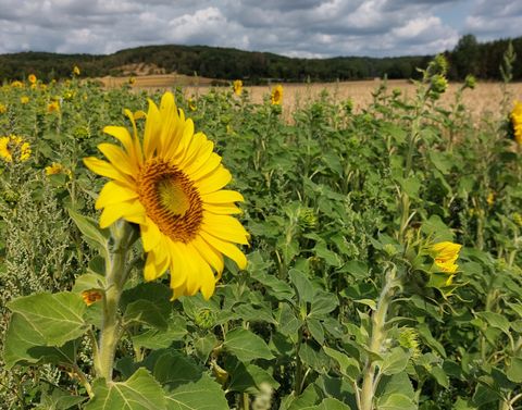 Close-up of a sunflower in a field with a cloudy sky in the background.