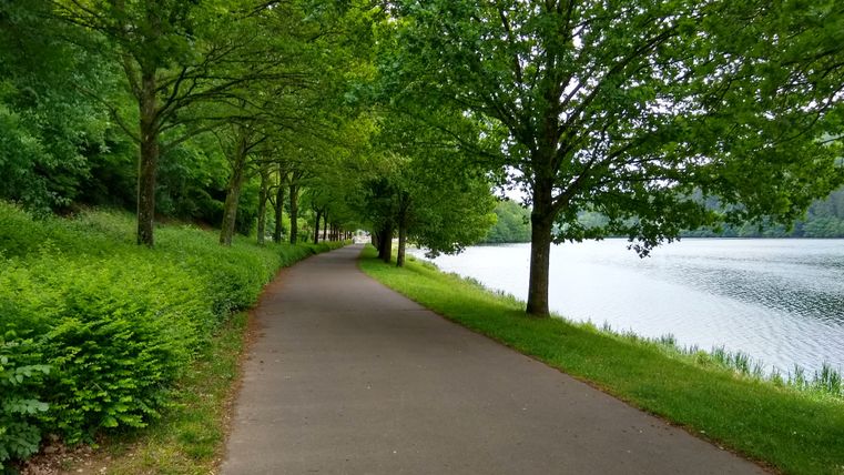 Chemin goudronné le long d'un lac avec des arbres de chaque côté.