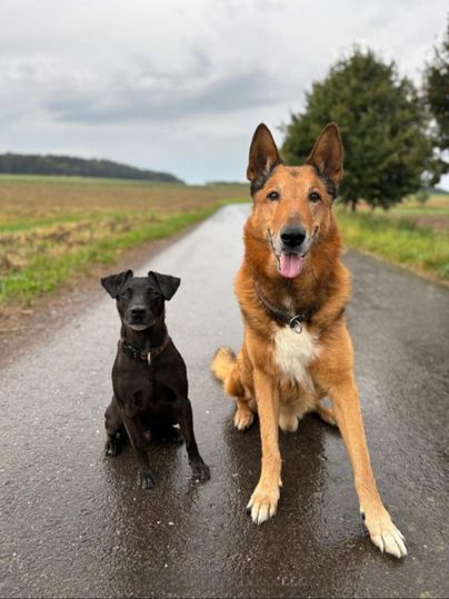 Zwei Hunde sitzen auf einem Weg. Der schwarze Hund ist klein und der rötliche Hund ist groß.