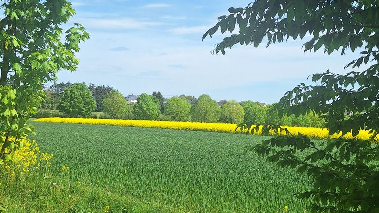 Ein weitläufiges Feld mit grünen Pflanzen und einer Reihe von gelben Blumen im Hintergrund. Der Himmel ist klar und blau, umgeben von Bäumen.