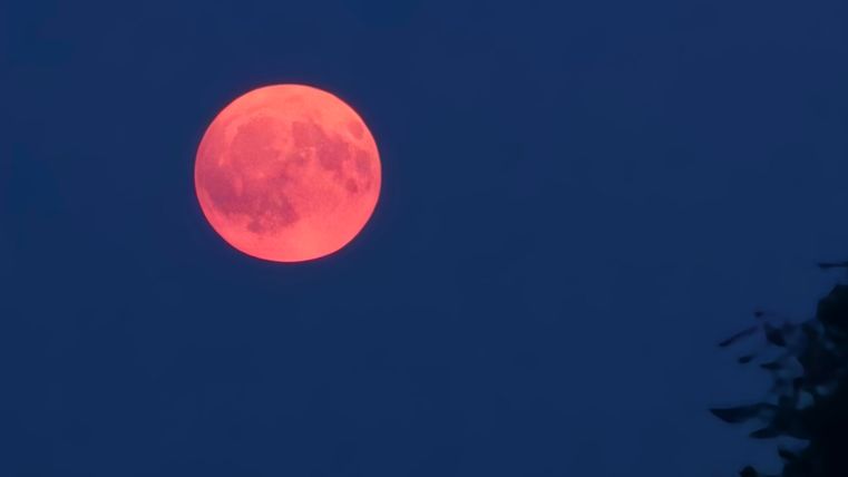 Ein großer, oranger Vollmond steht am klaren, blauen Nachthimmel. Silhouetten von Bäumen sind am unteren Bildrand sichtbar.