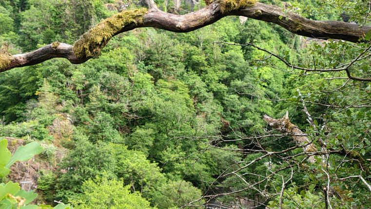 Vanaf het wandelpad heeft men een indrukwekkend uitzicht op de Nederburg, die boven een weelderig, groen bos troont. De lucht is bewolkt en creëert een mystieke sfeer.