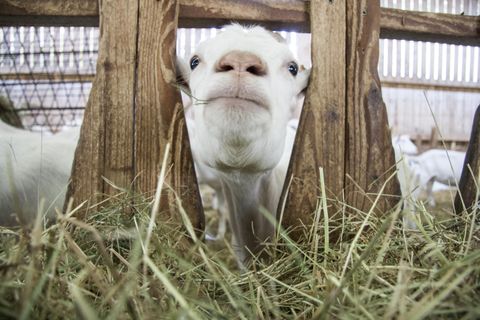 Eine neugierige Ziege schaut durch den Zaun in einen Stall. Im Hintergrund ist frisches Heu zu sehen.