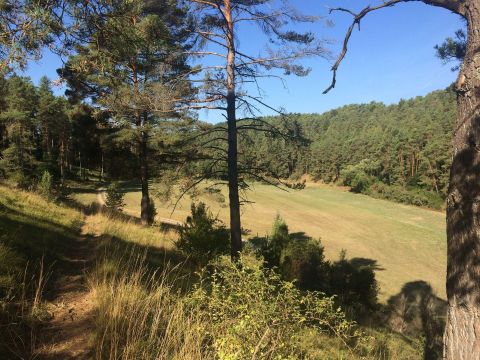 Wiese und Wald mit blauem Himmel im Lampertstal Blankenheim