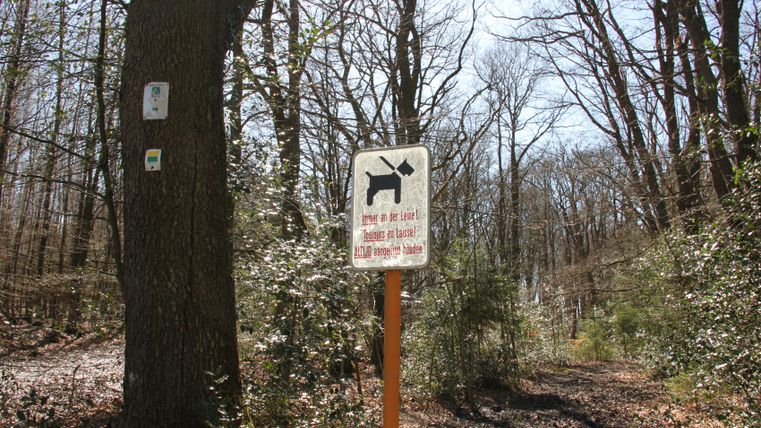 Waldweg im Hohen Venn mit Schild: Hunde an der Leine führen. Baum mit Wanderwegmarkierungen.