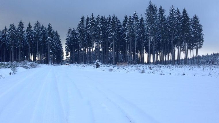 A snowy path leads through a forest of tall, green fir trees. The sky is cloudy and the landscape appears calm and peaceful.