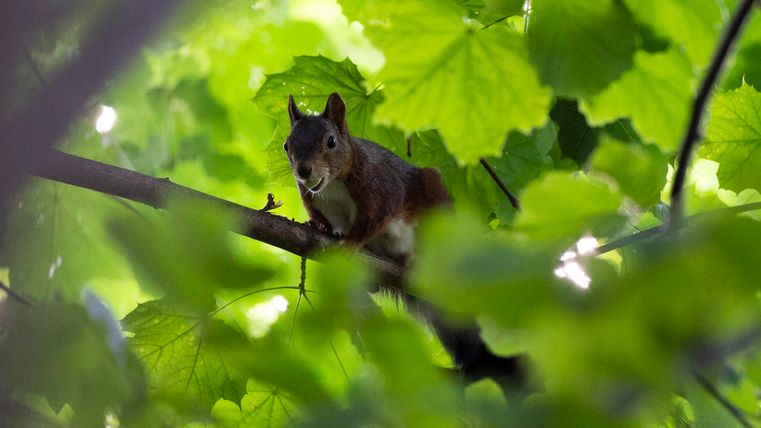 A squirrel is sitting on a branch and looking curiously. The surroundings are surrounded by green leaves.