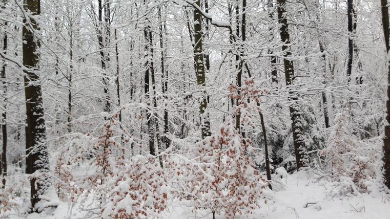 A snowy forest with white, snow-covered trees. The ground is covered with fresh snow, and some bare branches are visible.