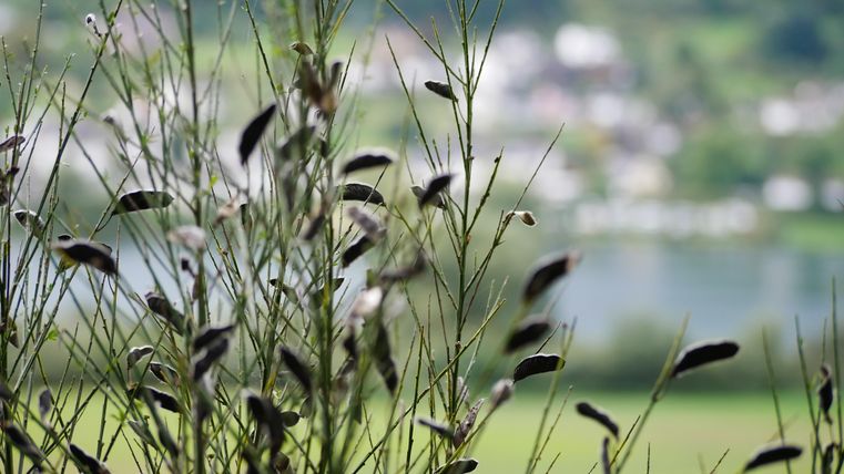 Een plant met lange, slanke stelen en zaadcapsules op de voorgrond. Op de achtergrond zijn vage huizen en een meer zichtbaar.