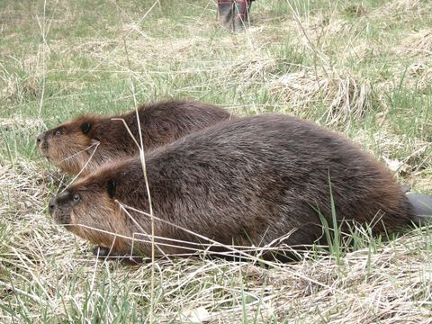 Zwei Biber sitzen im Gras. Sie haben ein dickes, braunes Fell und ruhen sich in der Natur aus.