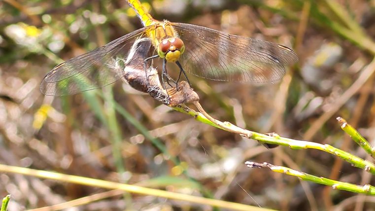 A large dragonfly sits on a small twig. In the background, green plants and dry grass can be seen.