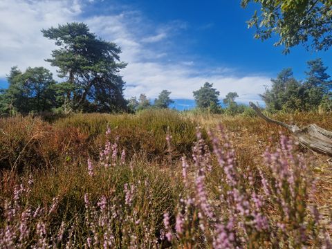 A heathland landscape with blooming heather and pine trees under a blue sky.