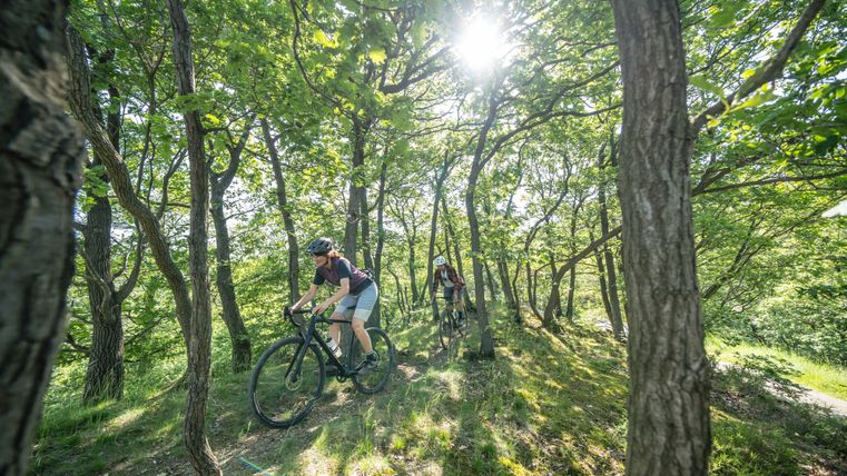 Two cyclists on gravel bikes ride through a dense deciduous forest on a narrow path. The sun shines through the trees.