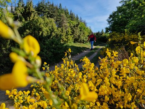 Ein farbenfroher Salat in einer blauen Schale, garniert mit frischen Erdbeeren und einer Auswahl an Kräutern. Der Hintergrund ist schwarz, was den Salat hervorhebt.