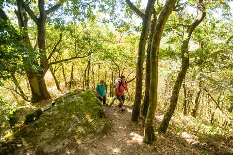 Two hikers on a forest path in the Lätgesberg.