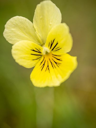 A yellow flower with fine, dark lines inside. It stands amidst a grass-green environment.