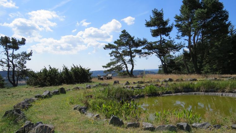 Eine ruhige Landschaft mit einem kleinen Teich und einigen großen Bäumen. Der Himmel ist blau mit wenigen Wolken, und die Umgebung ist grün und offen.