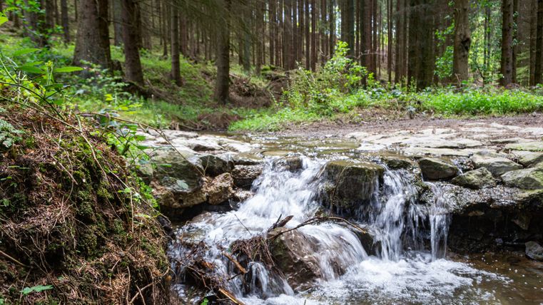Petite cascade dans la forêt avec un ruisseau qui coule.