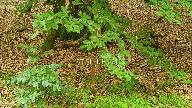 Ein Schild mit der Aufschrift 'Stieleich' im Wald, umgeben von grünen Blättern und Laub am Boden.