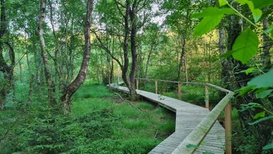 Man sieht einen Holzsteg, der sich kurvenförmig durch eine Waldlandschaft schlängelt. Der Steg besteht aus etwa ein Meter langen und fünf cm breiten Holzlatten.An der rechten Seite befindet sich ein Holzgeländer. Auf dem Boden des Moores wachsen Gräser, einige Fichtenfindlinge und kleine Sträucher.Außerdem sieht man Birken in verschiedenen Größen.