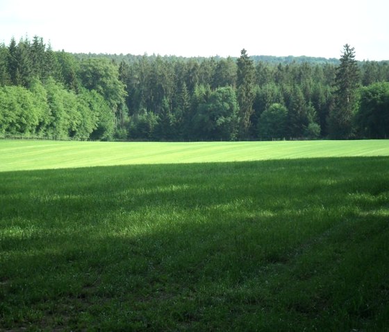 Magnifique verdure