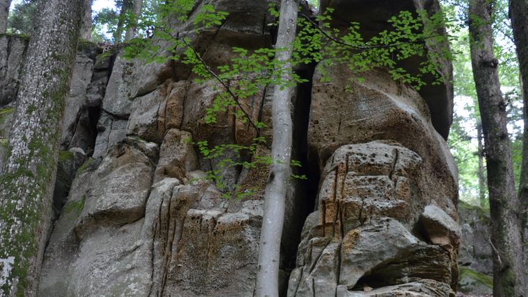 Grote rotsformatie in het bos met bomen op de voorgrond.