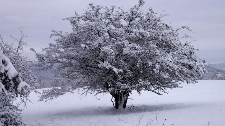 Ein einsamer Baum, der von Schnee bedeckt ist, steht in einer winterlichen Landschaft. Der Himmel ist grau und es liegt eine ruhige Stimmung in der Luft.
