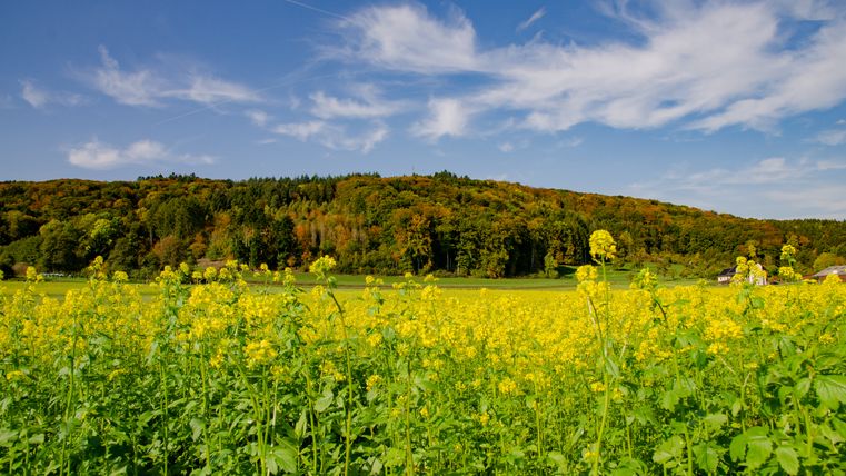 Vue d'un champ de fleurs jaunes devant une colline boisée sous un ciel bleu.
