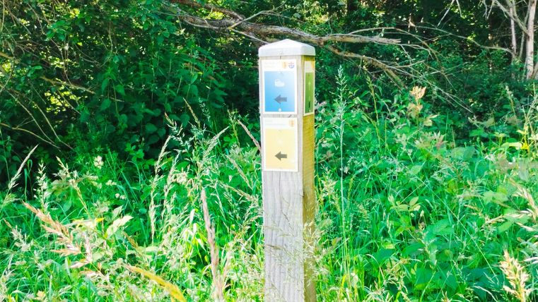 Holzpfosten mit Wanderwegschildern im Grünen.