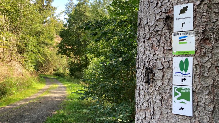 Signpost on a tree in the forest with various hiking routes.