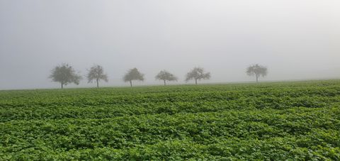 Fog-covered orchard with trees in the background.