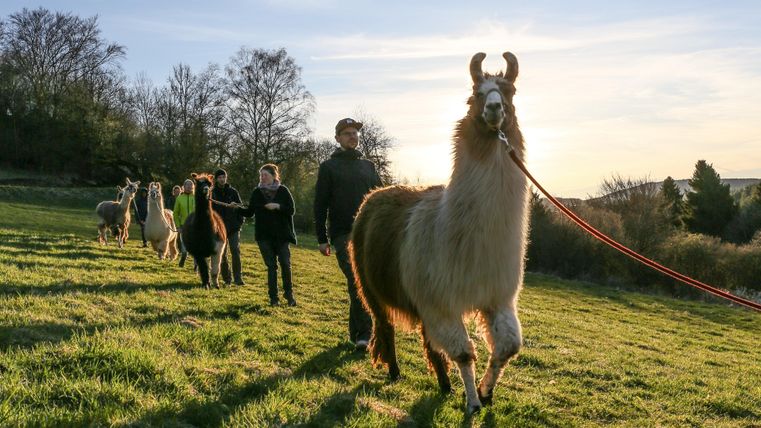 Een groep lama's wordt door mensen over een weiland geleid. De zon schijnt op de achtergrond en creëert een prachtige avondstemming.