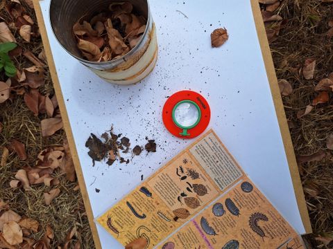 Un flyer pour une excursion aquatique sur la Lieser à Wittlich. L'événement aura lieu le 3 juillet 2026 et offre des informations sur la nature, dirigées par une guide de paysage.