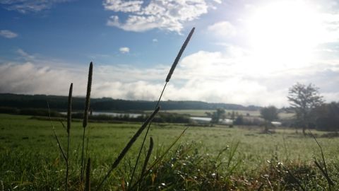 Un pont en bois mène à travers un lac tranquille, entouré d'herbe verte et d'arbres. Le ciel est clair avec quelques nuages.