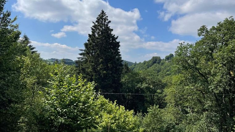 A green landscape with many trees and a clear blue sky. In the foreground, a wooden terrace is visible.